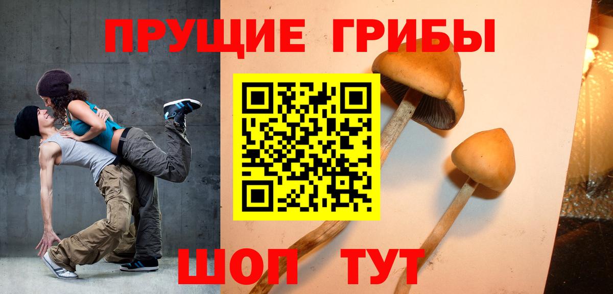 Псилоцибиновые грибы Cubensis Зима